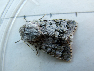 Light Knot Grass